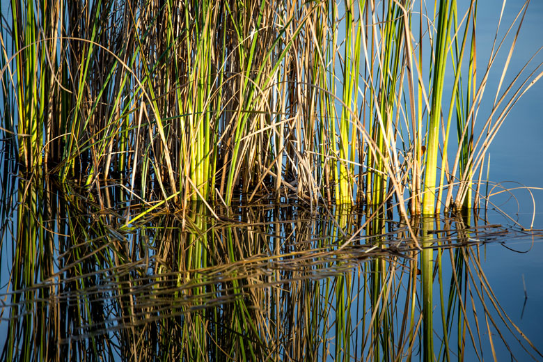 Foto-Wasser-Gras