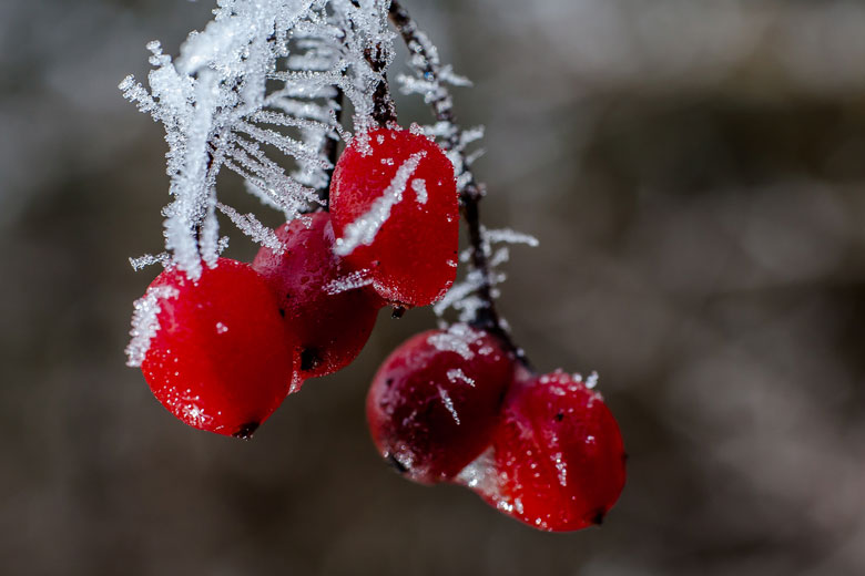 Foto-Winterfruechte